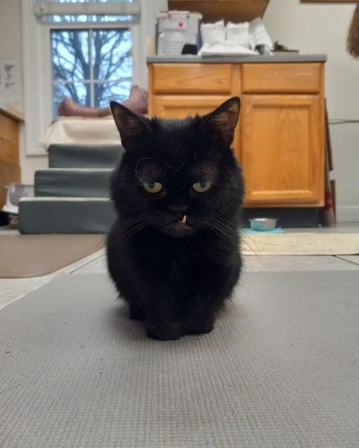 C�ce bir kedi olan Ozzy g�renlerin kalbini fethediyor