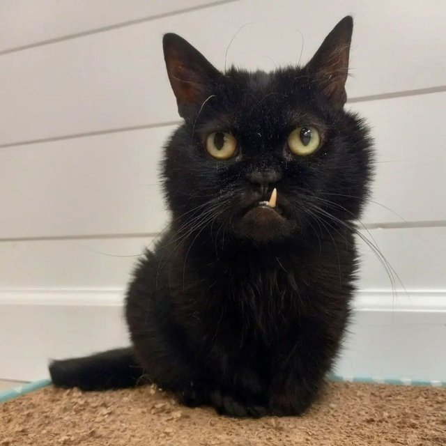 C�ce bir kedi olan Ozzy g�renlerin kalbini fethediyor