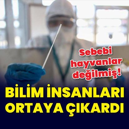 Virüsler insanlardan hayvanlara bulaşıyor! - Güncel haberler