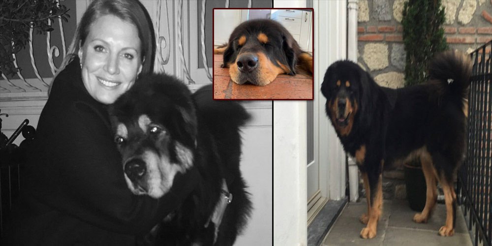 Koç, köpeğine veda etti