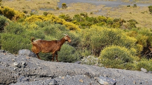 İtalya'da vahşi keçilerden bunalan küçük ada evlat edindirme kampanyası başlattı