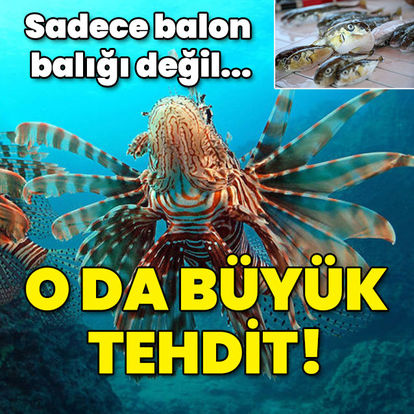 Sadece balon balığı değil... O da büyük tehdit - Son dakika haberler