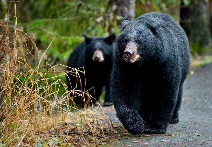 Kara ayı ve yavrusu (Alaska)