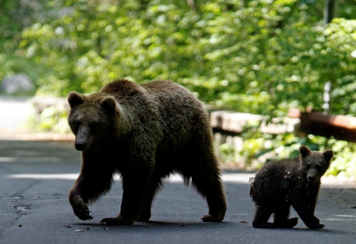 Avrupa'daki ayıların yarısı Romanya'nın Karpat Dağları'nda yaşıyor, yiyecek aramak için yollara iniyorlar