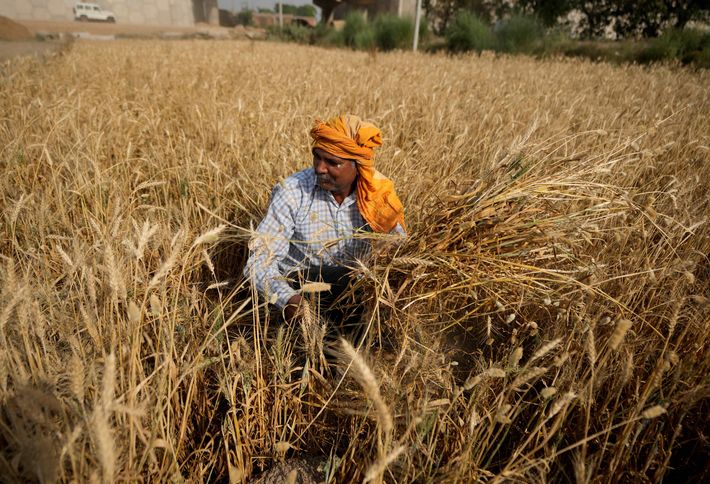 Aşırı sıcak hava dalgaları tahıl üretimi tehdit ediyor