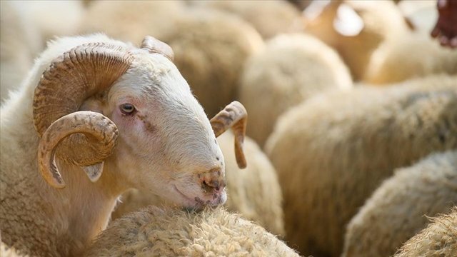 Kurban Vekaleti Nasıl Verilir Ve Alınır? Başkasına Kurban Vekaleti ...