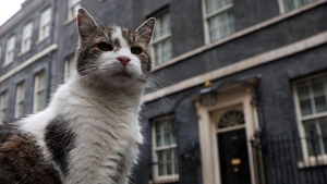 Fotoğraflarla: Birleşik Krallık'ta Başbakanlık Ofisi'nin değişmeyen ismi kedi Larry