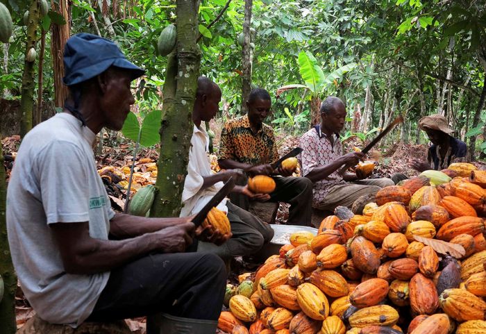 Afrika'da kakao rekoltesi geriliyor