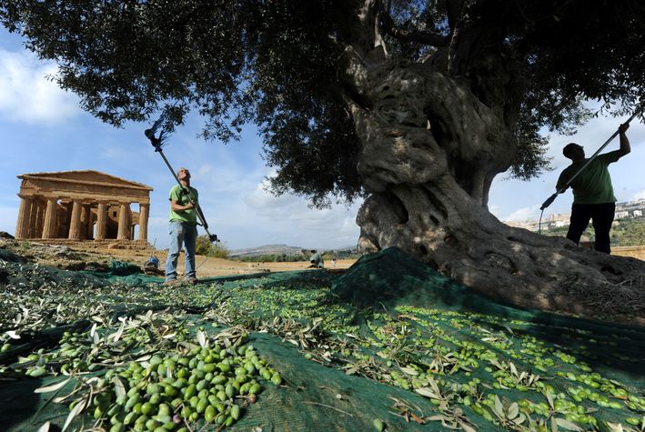 Sicilya'da 700 yıllık kadim zeytin ağacında hasat