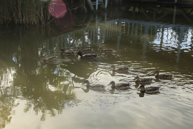 Samsun'un Terme il�esinde Mili� Lag�n�, do�al g�zellikleri ve biyolojik �e�itlili�iyle dikkati �ekiyor