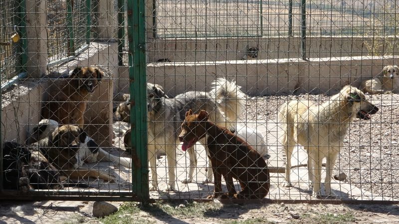 Yüksekova Hayvan Bakımevi / İHA