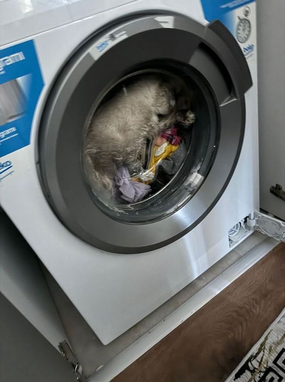 Kedi çamaşır makinesinin içinde