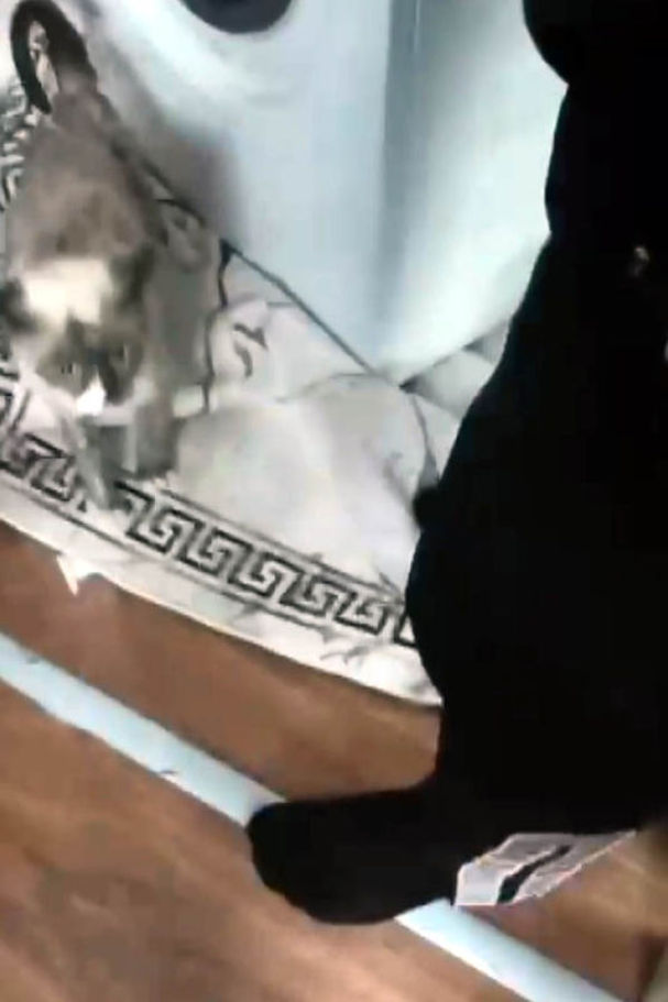 Kedi kurtarıldıktan sonra