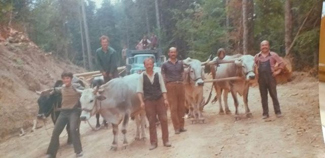 Öküzler 1945'den 1970'lere kadar yaşanan bir öykünün yükünü sırtlamışlardı...