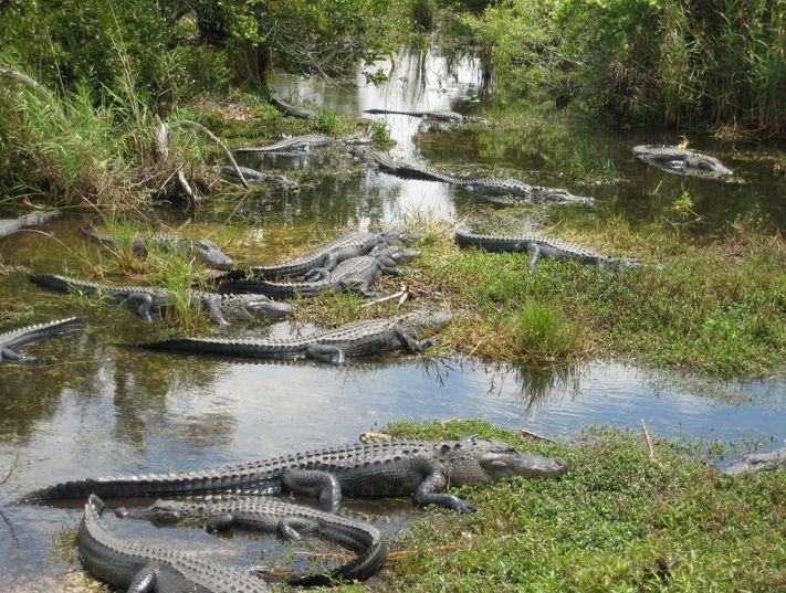 Everglades'in timsah nüfusu 200 bin