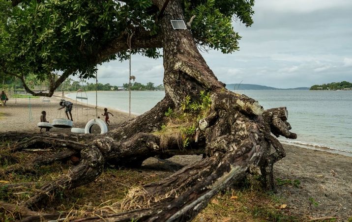 Vanuatu'da afetler asırlık ağaçları kökünden söküyor