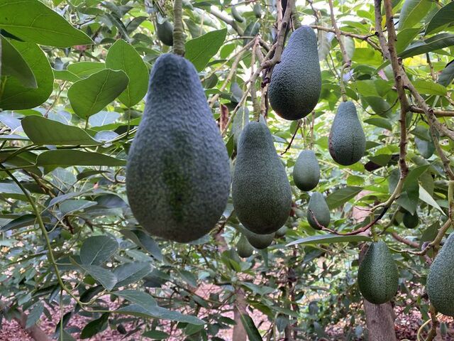 Avokado 
