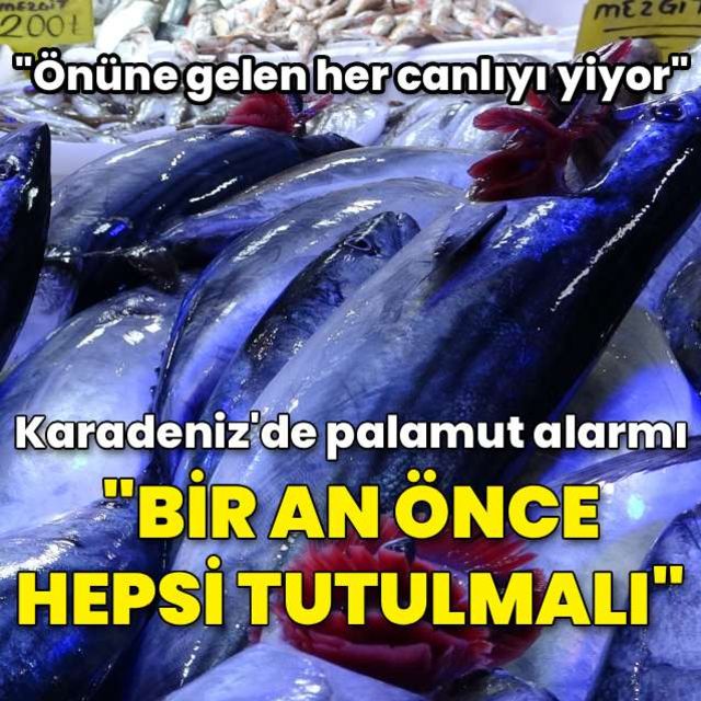 Karadenizde palamut alarmı