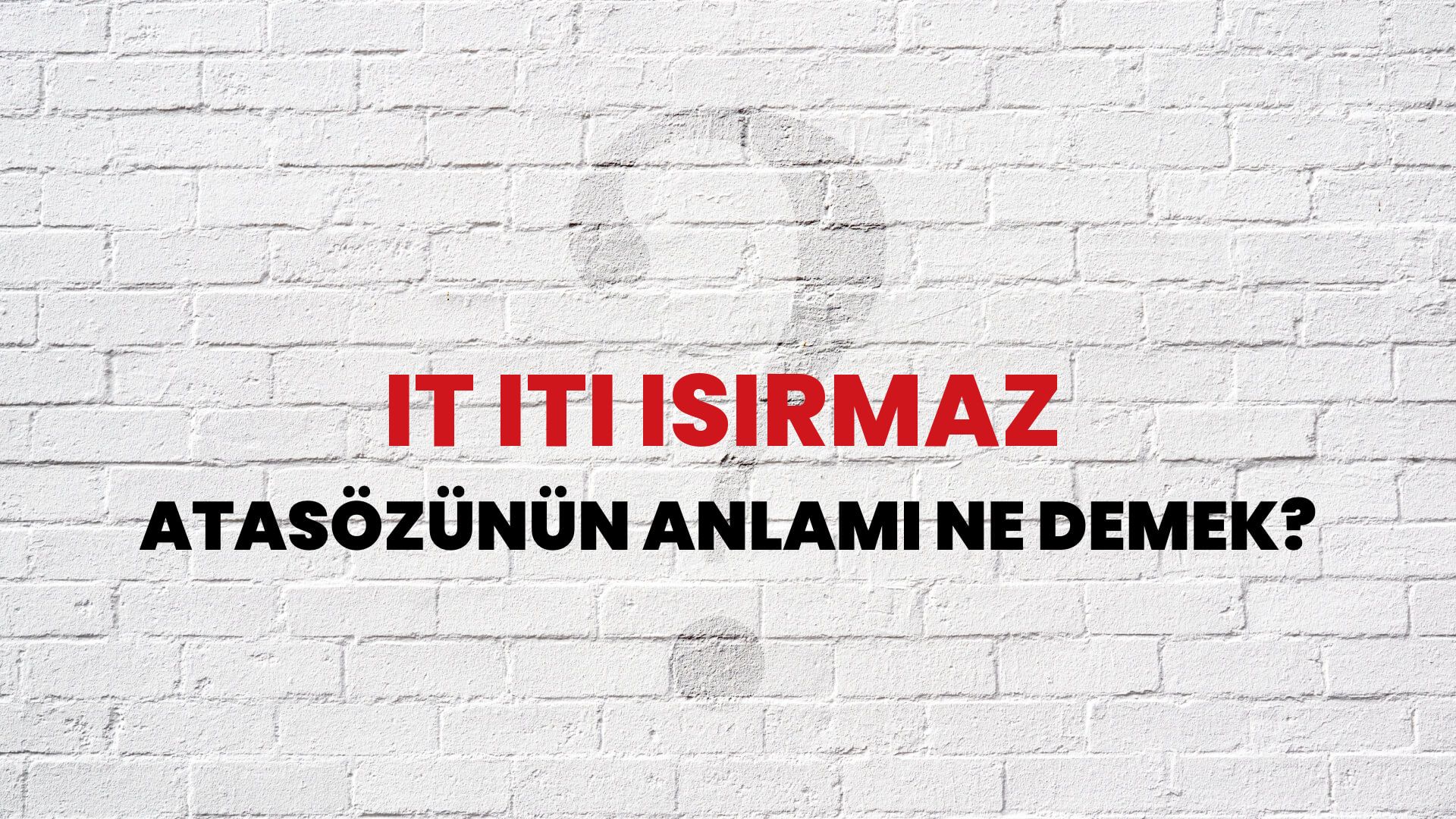 İt iti ısırmaz Atasözünün Anlamı Ne Demek?