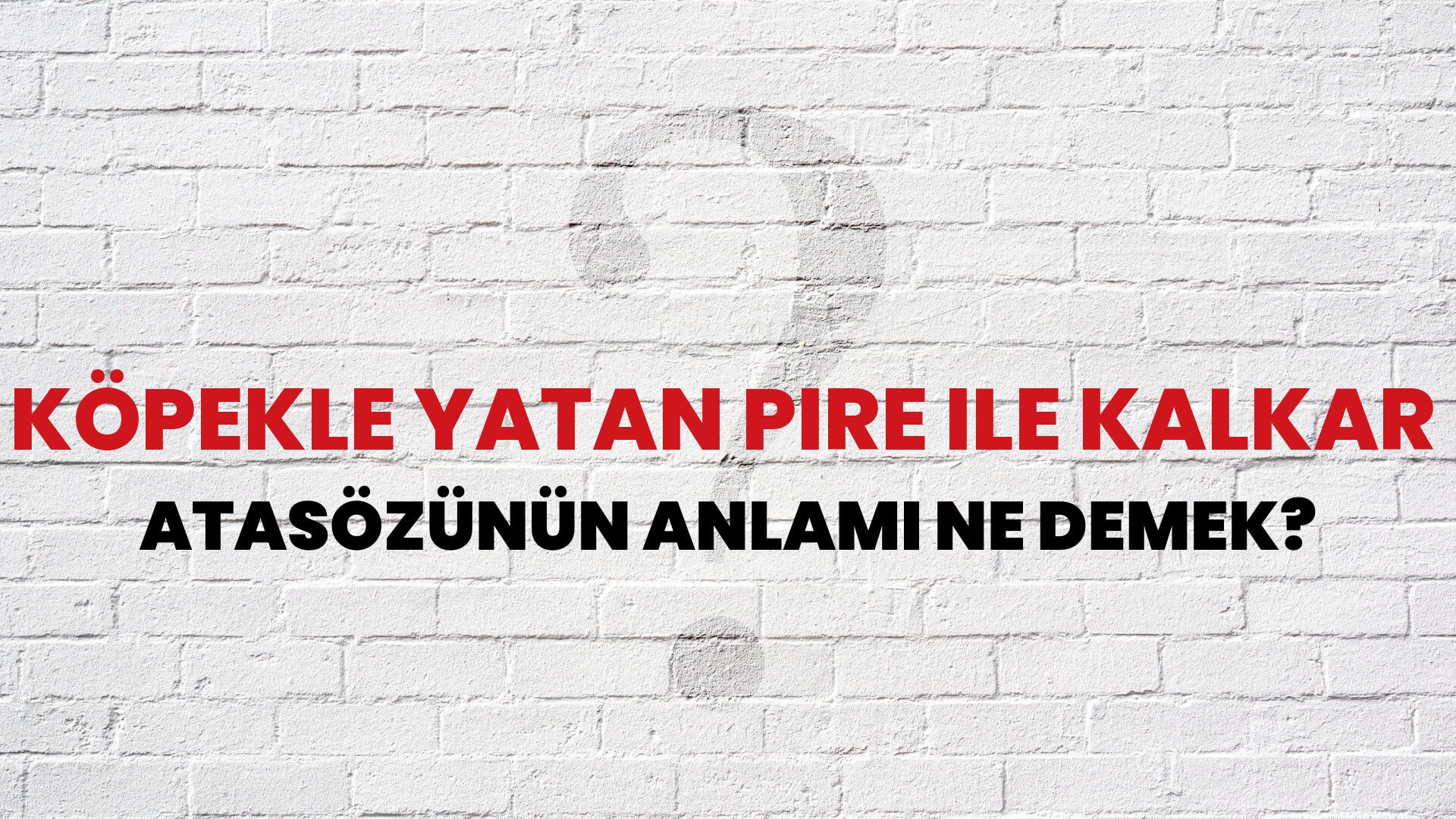 Köpekle yatan pire ile kalkar Atasözünün Anlamı Ne Demek?