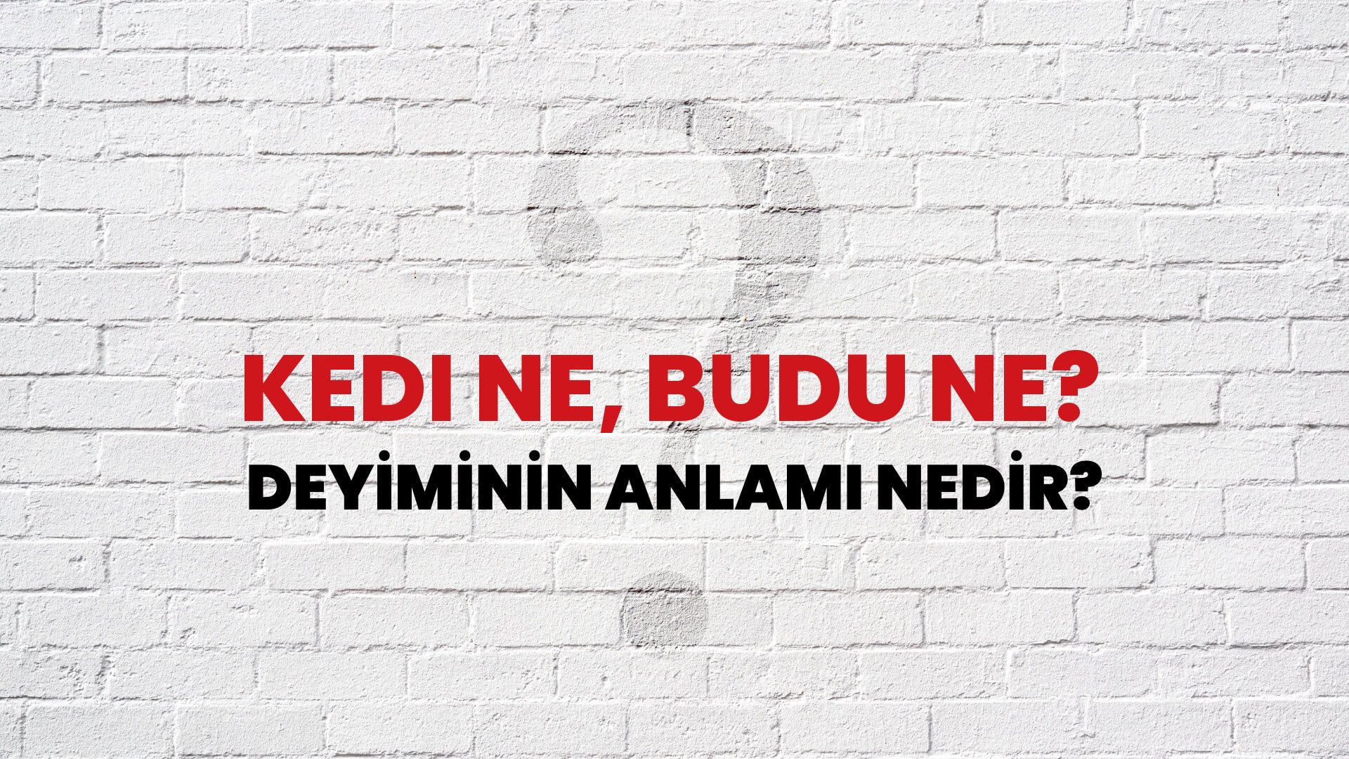 Kedi ne, budu ne? Deyiminin Anlamı Nedir? - Habertürk