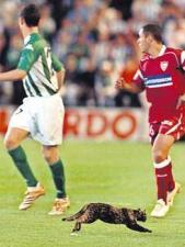2006'da Real Betis ile Seville arasında oynanan maçta, taraftarlar sahayı çeşitli şeylerle doldurdu: fişekler, viski şişeleri ve KEDİ.
