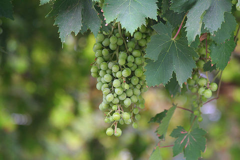 Koruksuyu (olmamış üzümün suyundan yapılır) mutfakların demirbaşıydı.  -