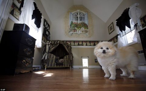 Darla, Chelsea ve Coco Puff isimli köpekleri için özel tasarım yataklar bile yaptıran 47 yaşındaki Kassis, "Köpeklerim benim hayatım" dedi.