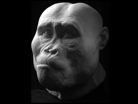 Australopithecus afarensis