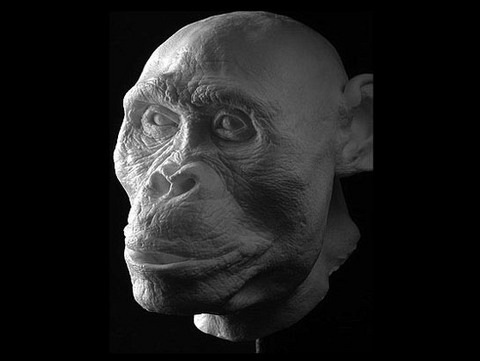 Australopithecus africanus