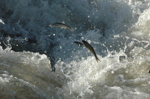 Uçan inci kefalleri