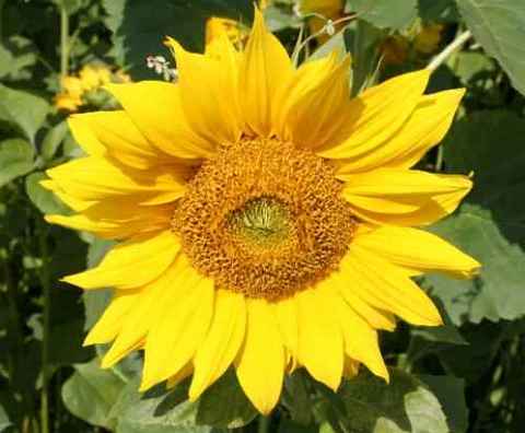 AYÇİÇEĞİ: - Bol protein içeren ve E vitamini deposu olan ayçiçeği, iktidarsızlığa engel oluyor, cinsel arzuyu artırıyor. Kalp ve sinir hastalıklarına da iyi geliyor.