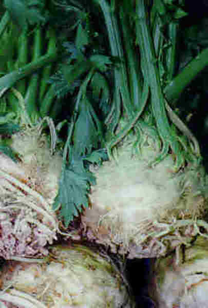 KEREVİZ: - Çeşitli iç salgı bezlerine etki ediyor ve onların faaliyetlerini artırıyor. Erkeklerde cinsel faaliyeti arttırarak, zamansız iktidarsızlığı önlüyor.