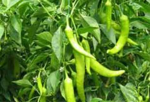 SİVRİ BİBER: - Bol miktarda C, P, K vitamini içeren sivri biberin de erkeklerde cinsel isteği artırıyor.