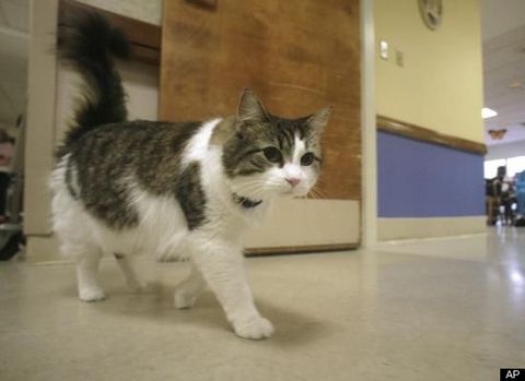 Oscar isimli kedi, Rhode Island eyaletinde hizmet veren Steere Rehabilitasyon Merkezi ve Bakımevi'ndeki 50 ölümü önceden hissetti. Hastaların son anlarında yanlarına giderek ve saatlerce uyanık kalarak, ölmelerini bekledi.