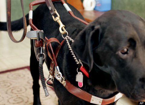 Bu köpekler de sahiplerini epilepsi krizlerine hazırlamak ve yardımcı olmak için eğitiliyorlar. Tony Brown-Griffin köpeğinin her krizden 50 dakika önce elini yalayarak uyarı verdiğini, şimdiye kadar bir kez bile yanılmadığını söylüyor.