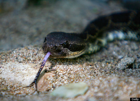 Bilindiği gibi yılanlar da, yerküredeki sarsıntıları hissederek deprem ve tsunamilerin öngörülmesine yardımcı oluyor. Yılanların garip davranışları gözlenerek önceden tahmin edilen 7.3 büyüklüğündeki Haicheng depreminde, alınan önlemler sayesinde 150.000 insan kurtulmuştu.
