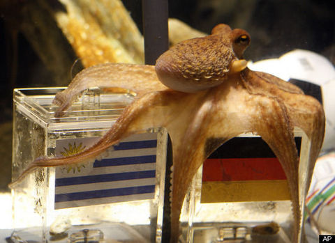 Müneccim hayvanların en meşhuru olan ahtapot Paul, şimdiye kadar 8 Dünya Kupası şampiyonunu bilmiş. Herkes onun bunu nasıl başardığını düşünürken, o Oberhausen'deki evinde dinlenmeye çekildi...