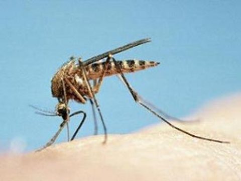 Batı Nil virüsü: Kendini yaygın olarak ateş, baş ve kas ağrıları, iştah kaybı, bulantı, kusma, ishal, ciltte kızarıklık, lenf bezlerinin şişmesi gibi semptomlarla gösteriyor. Sivrisinekten bulaşıyor. WNV virüsüne yakalananların yüzde birden daha az kesiminde şiddetli hastalık görülüp, az sayıda vakanın ise ölümle sonuçlanabildiği bildiriliyor.