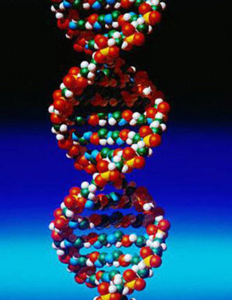 İnsanın DNA'sıyla şempazelerinki arasındaki benzerlik yüzde 98,4, salyangozunkiyle benzerliği ise yüzde 70.