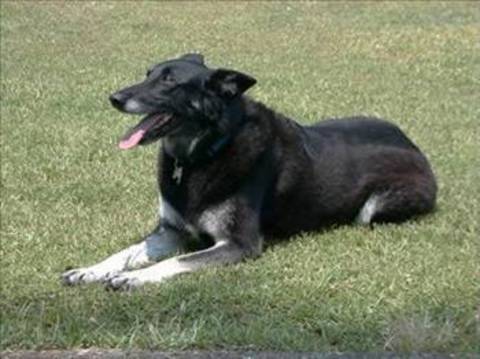 Ms Edwards- Köpeğine kalp pili takıldı -  - En ilginç vasiyetlerden biri de Bayan Edwards'a ait. Kalp rahatsızlığı bulunan ve kalp piliyle yaşayan Edwards vasiyetinde bu pilin köpeğine bırakılmasını istedi. -  - Yetkililer böyle bir şeyin mümkün olamayacağını söyleseler de en sonunda gerçekleştirilen başarılı bir ameliyatla pil köpeğe takılmıştır.