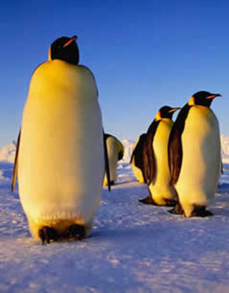 Penguen yüzebilen, ama uçamayan tek kuştur.