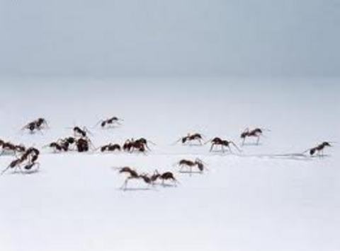 Dünyada insan başına düşen karınca sayısı 1 milyondur.