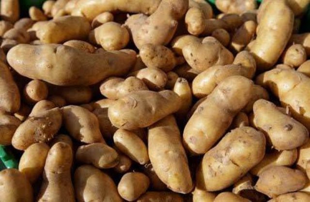 Elma, soğan ve patatesin tadı aynıdır. Fark sadece tamamen kokularından kaynaklanır. Aslında hepsi tatlıdır.