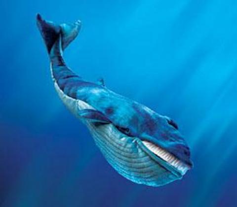 Dünyanın en büyük hayvanı mavi balinadır. Aynı zamanda hayvanlar âleminin en hızlı büyüyen hayvanıdır. Kilosu 22 ayda 26 tona kadar ulaşır