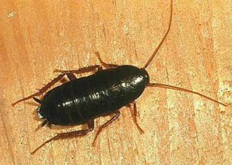 Hamamböcekleri yaklaşık olarak 250 milyon yıldır yaşadıkları halde hiçbir değişime uğramamışlardır.