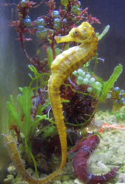 Denizatları, erkekleri hamile olan tek canlı grubudur