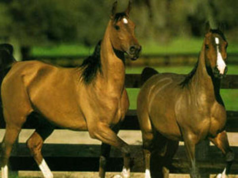 Atlar bir ay kadar ayakta kalabilirler.