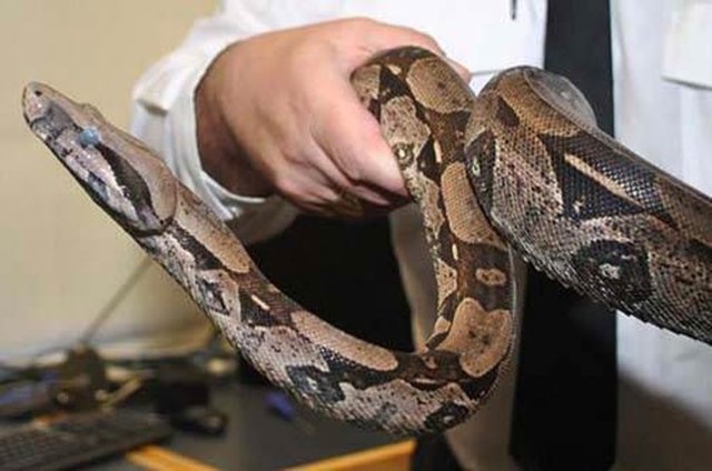 Bir yılan 3 yıl uyuyabilir.