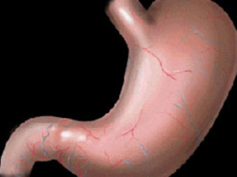 İnsan midesi 2 haftada bir iç zarını yenilemek zorundadır aksi halde kendi kendini sindirir.
